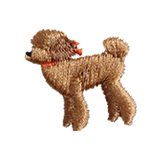 Toy Poodle